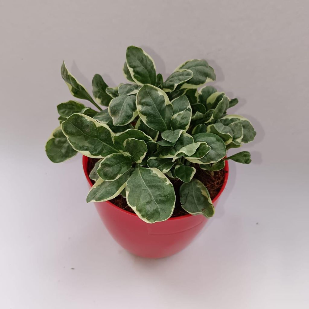 Alternanthera Variegated in 4 Inch Red Marble Premium Orchid Round Plastic Pot