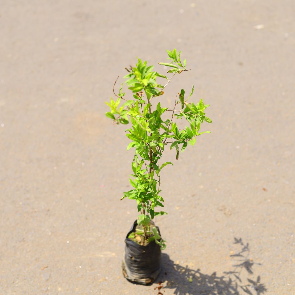 Anar / Pomegranate (Kandhari) in 6 Inch Nursery Bag