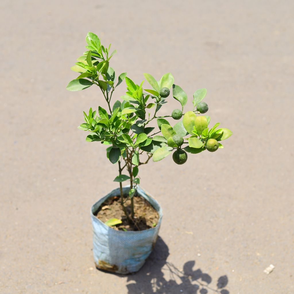 Narangi / China Orange in 6 Inch Nursery Bag