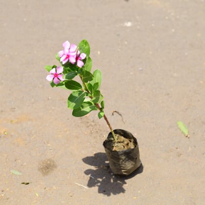 Buy Sadabahar / Periwinkle / Vinca Desi (any colour) in 6 Inch Nursery Bag Online | Urvann.com