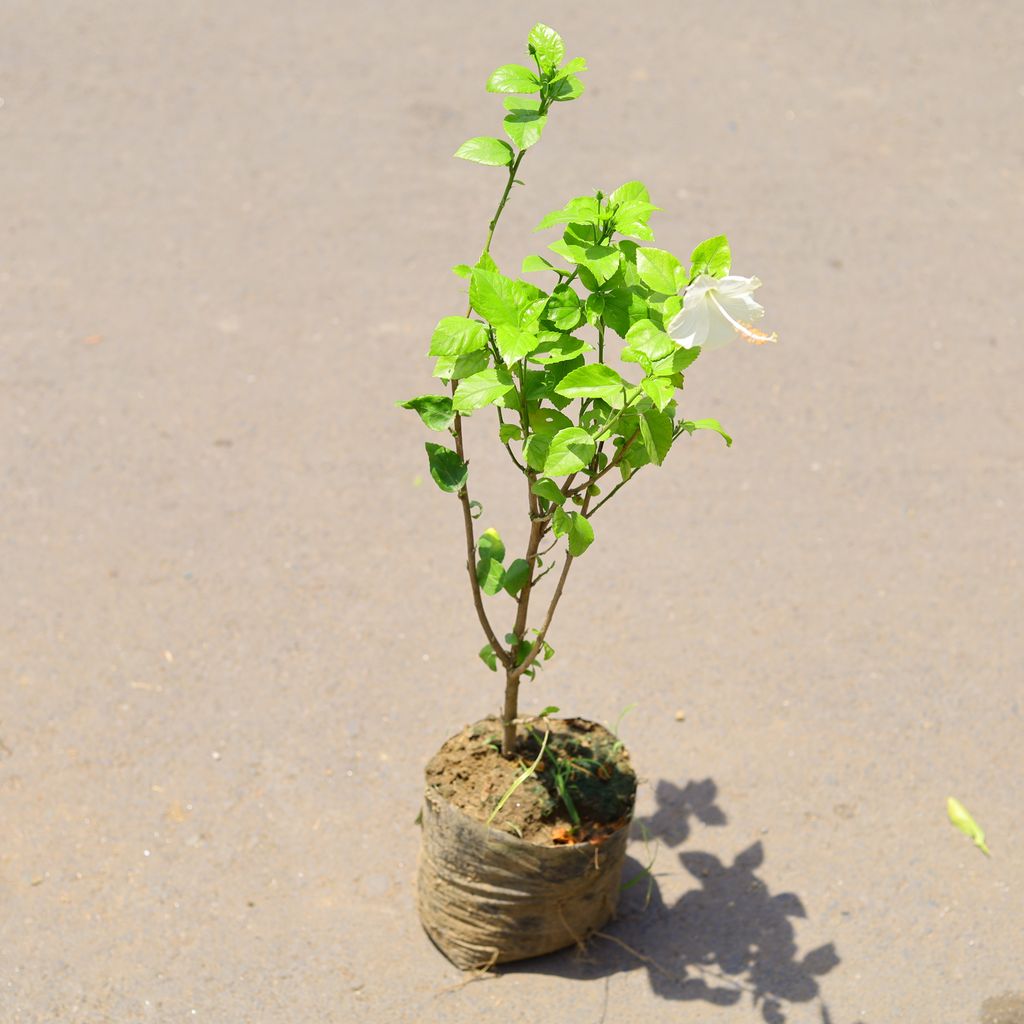 Hibiscus / Desi Gudhal White in 6 Inch Nursery Bag