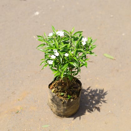 Buy Chandni Dwarf White in 6 Inch Nursery Bag Online | Urvann.com