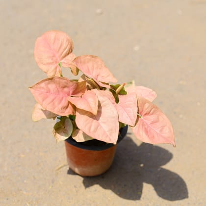 Buy Syngonium Red in 4 Inch Nursery Pot Online | Urvann.com