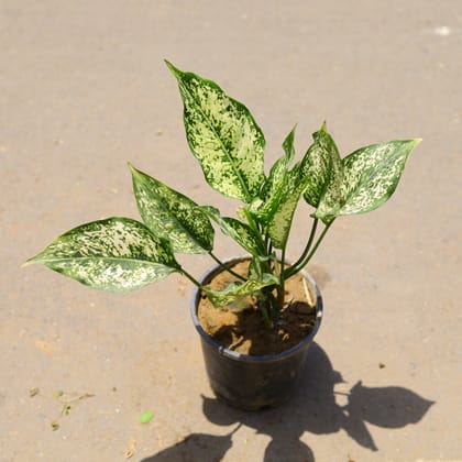 Buy Aglaonema Snow white in 13 Inch Nursery Pot Online | Urvann.com