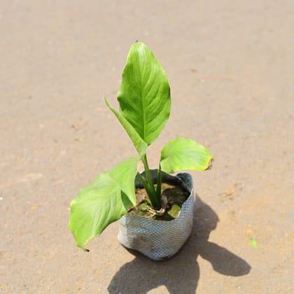 Buy Peace Lily in 4 Inch Nursery Bag Online | Urvann.com