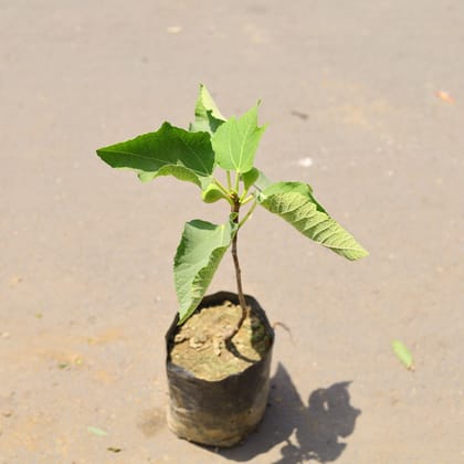 Buy Anjeer / Fig in 6 Inch Nursery Bag Online | Urvann.com