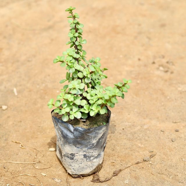 Jade Plant in 4 inch Nursery Bag