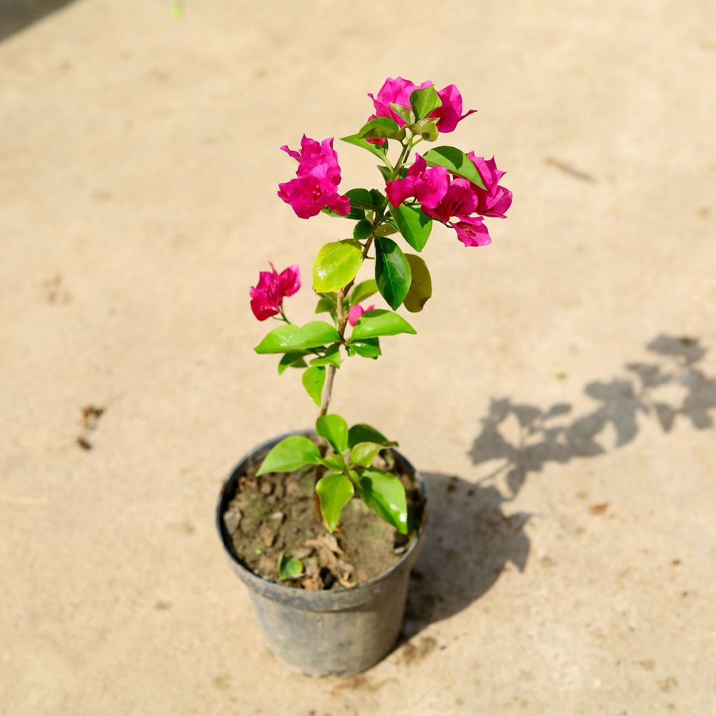 Bougainvillea (any colour) in 6 Inch Nursery Pot