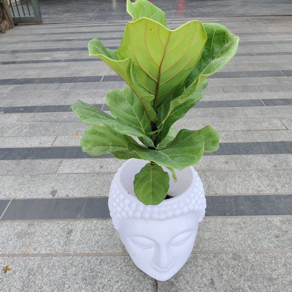 Fiddle Leaf Fig in 10 Inch White Buddha Designer Plastic Pot