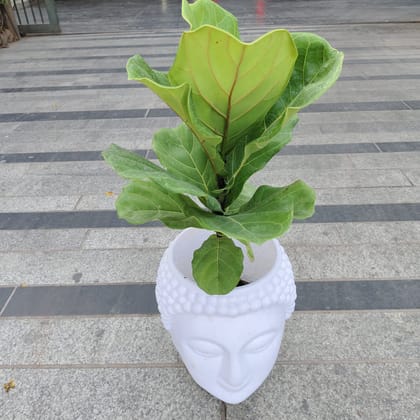 Buy Fiddle Leaf fig in 10 Inch White Buddha Designer Plastic Pot Online | Urvann.com