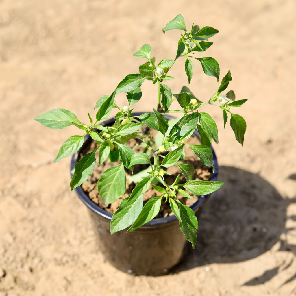 Mirchi / Chilli in 6 inch Nursery Pot