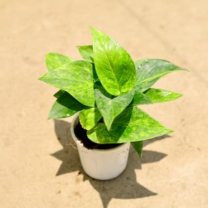 Money Plant Green in 4 Inch Nursery Pot
