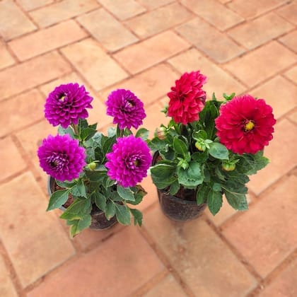 Set of 2 - Dahlia (Red & Pink) in 5 Inch Nursery Pot
