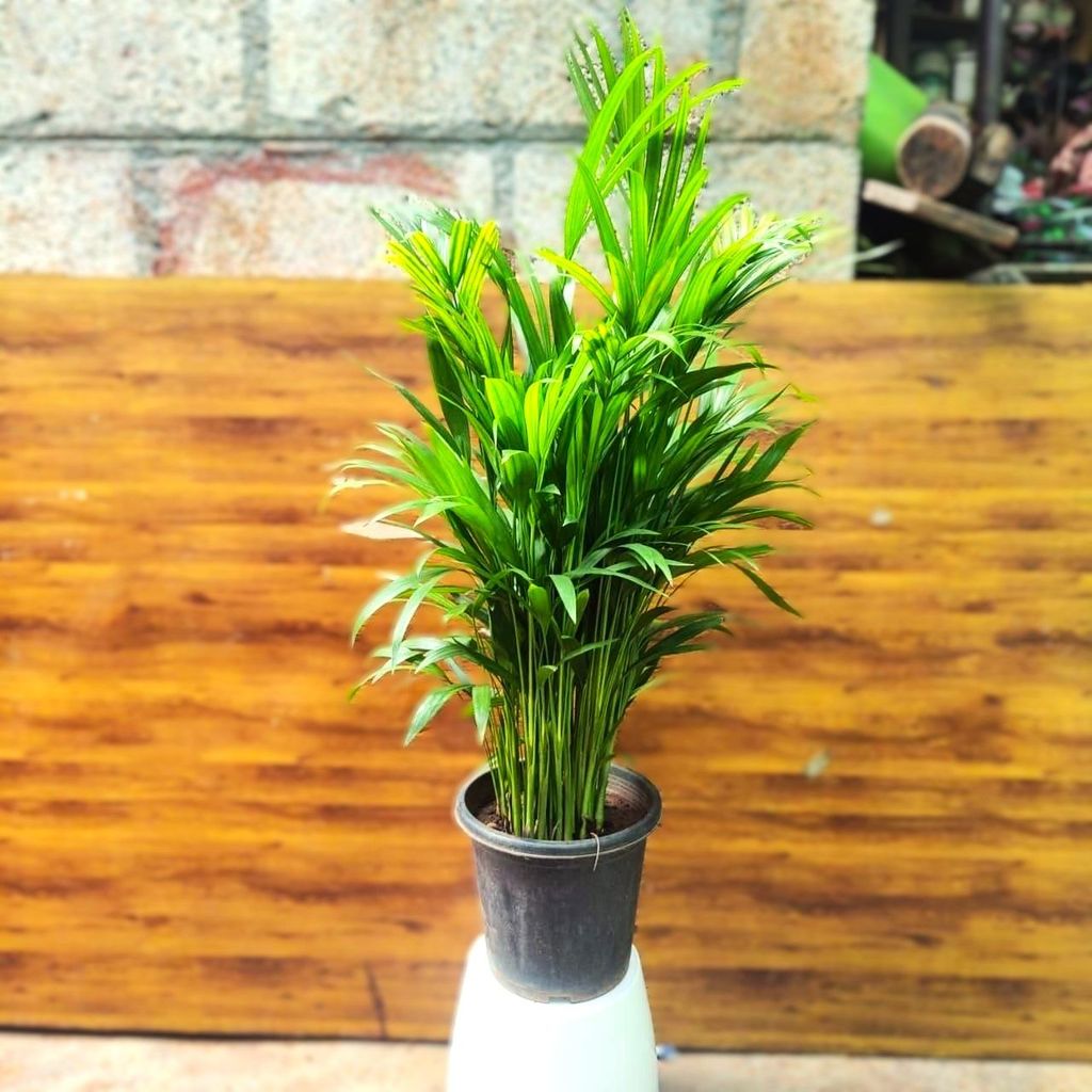 Areca Palm (~ 2.5 ft) in 8 Inch Nursery Pot