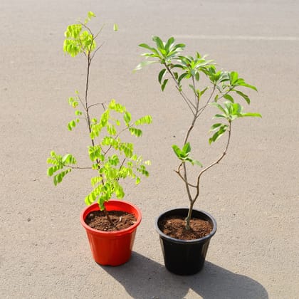 Buy Set of 2 - Chikoo / Sapodilla Grafted & Kamrakh (Star Fruit) Grafted in 8 Inch Nursery Pot (any Colour) Online | Urvann.com