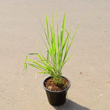 Buy Lemon grass in 8 Inch Nursery Pot  Online | Urvann.com