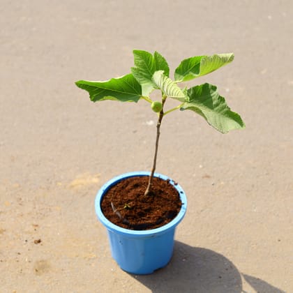 Buy Anjeer / Fig in 8 Inch Blue Nursery Pot Online | Urvann.com