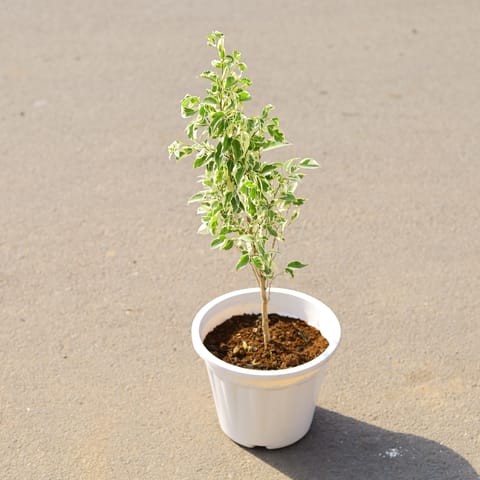 Free Next Day Delivery | Ficus Star Light in 8 Inch White Nursery Pot