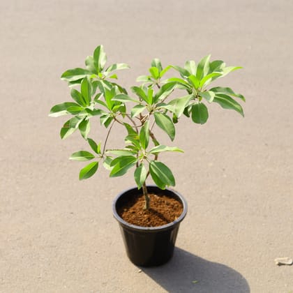 Buy Chikoo / Sapodilla Grafted in 8 Inch Nursery Pot Online | Urvann.com