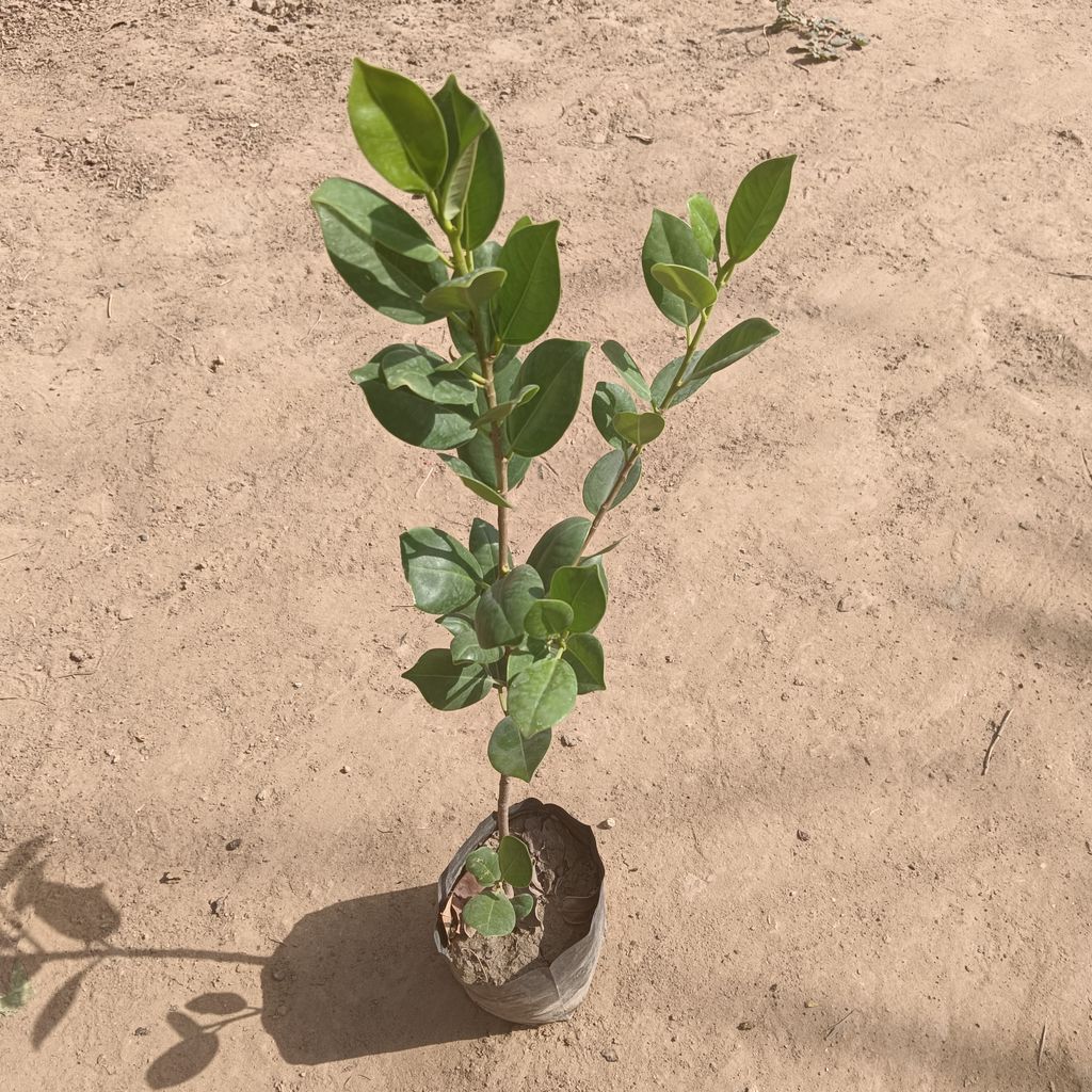 Ficus Long Island in 4 inch Nursery Bag