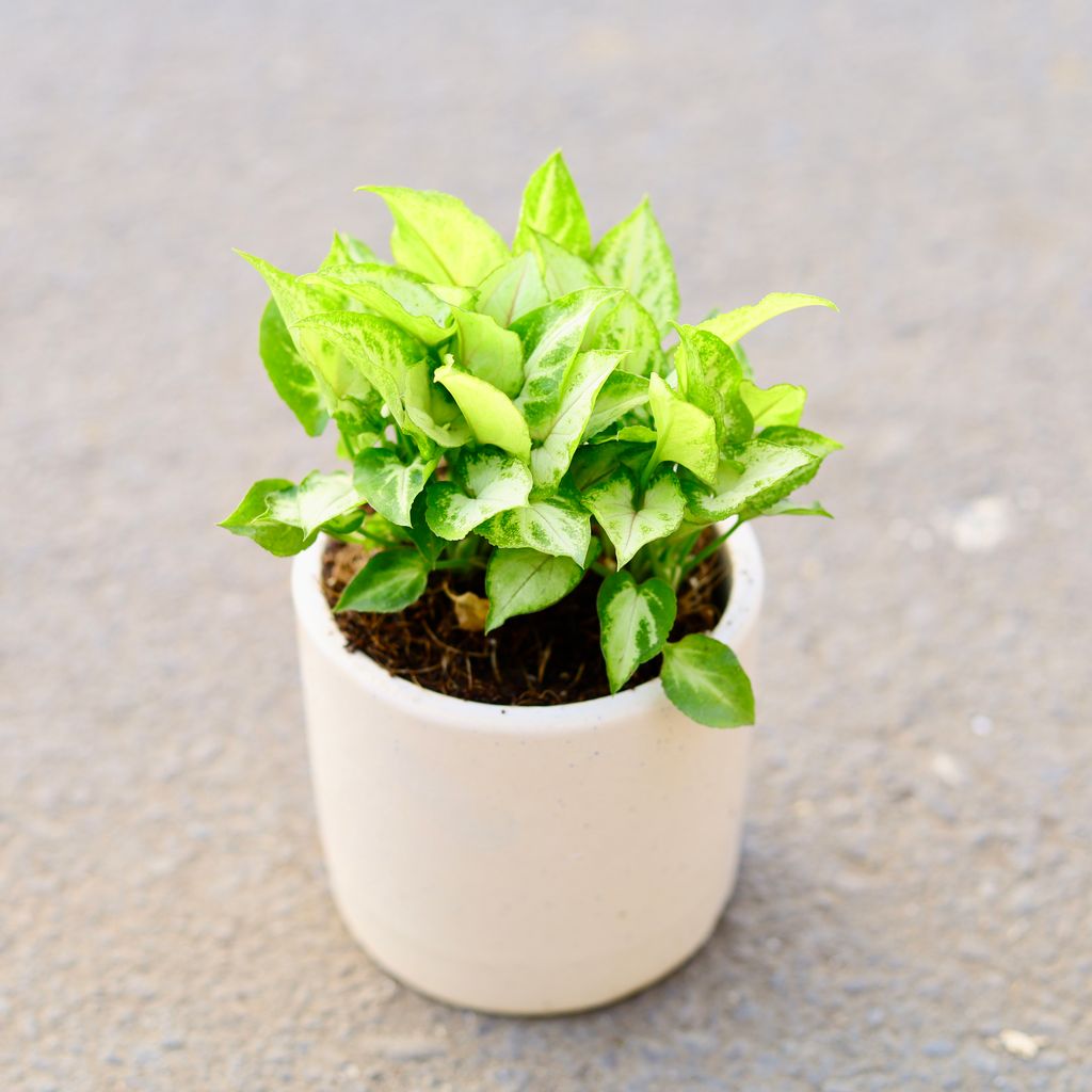 Syngonium Miniature Green in 4 Inch Classy White Cylindrical Ceramic Pot