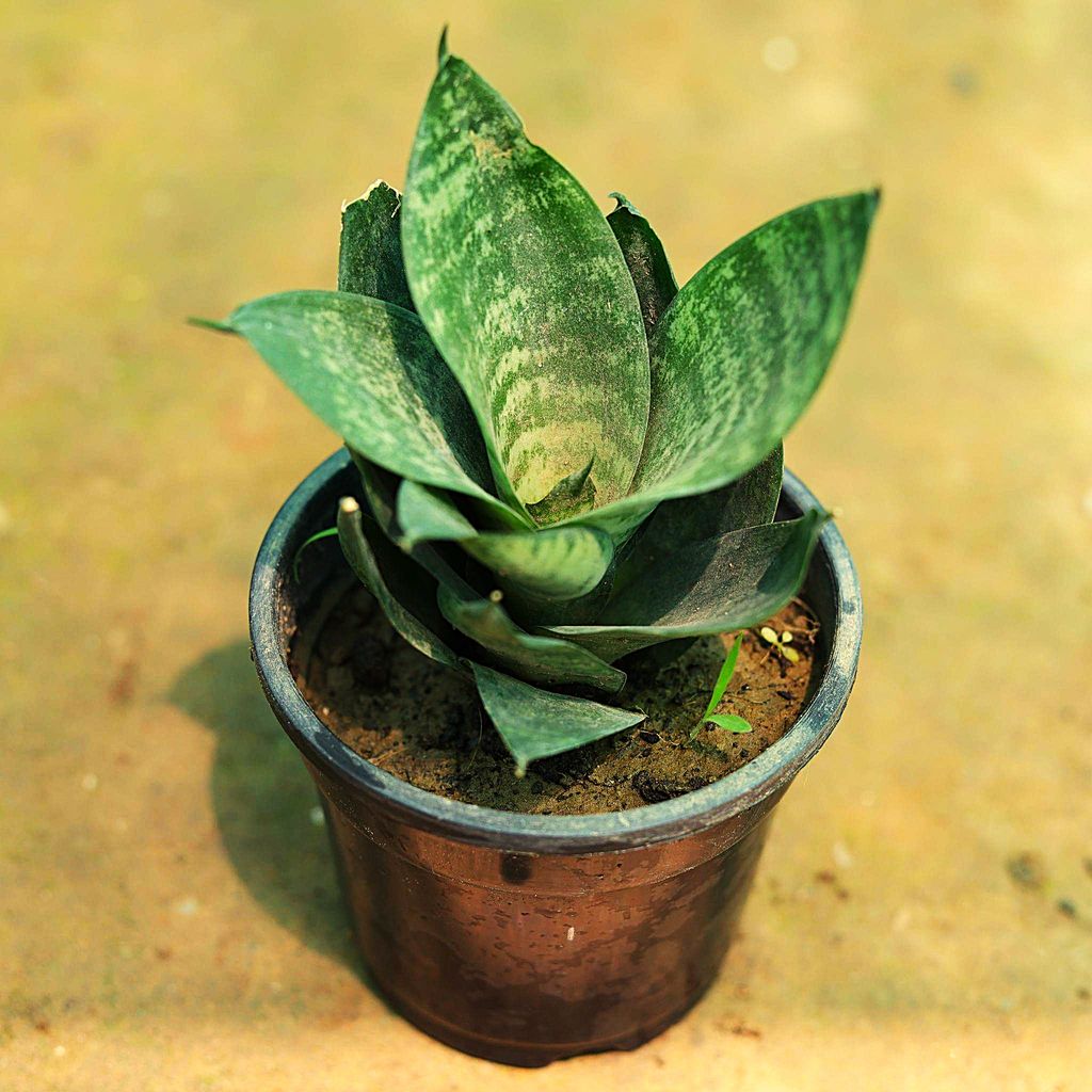 Snake Dwarf in 4 Inch Nursery Pot