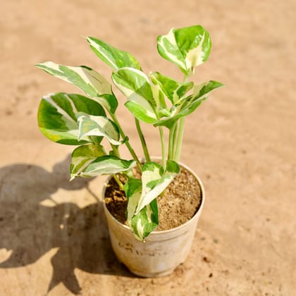 Buy Marble Money Plant in 4 inch Nursery pot Online | Urvann.com