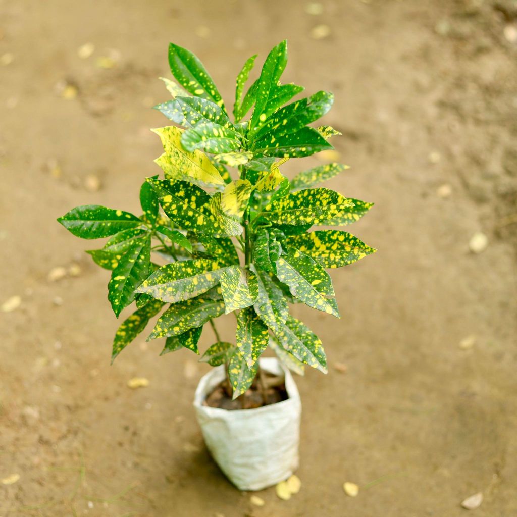 Baby Croton yellow  in 4 Inch Nursery Bag