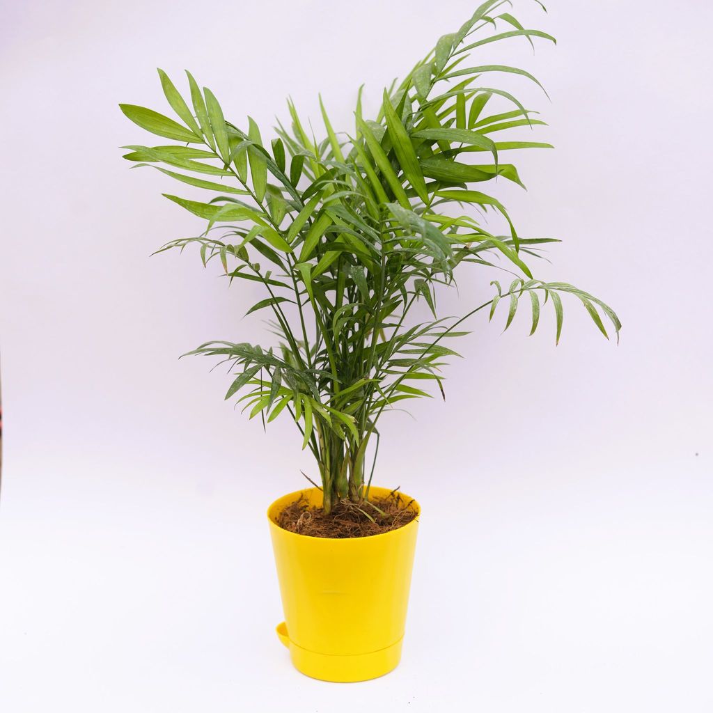 Chamaedorea Palm in 4 Inch Yellow Florence Self Watering Pot