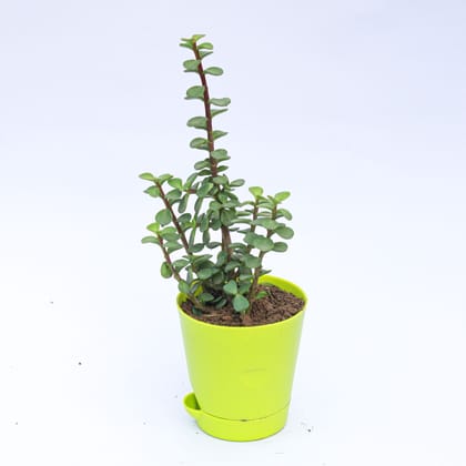 Buy Jade in 4 Inch Green Florence Self Watering Pot Online | Urvann.com