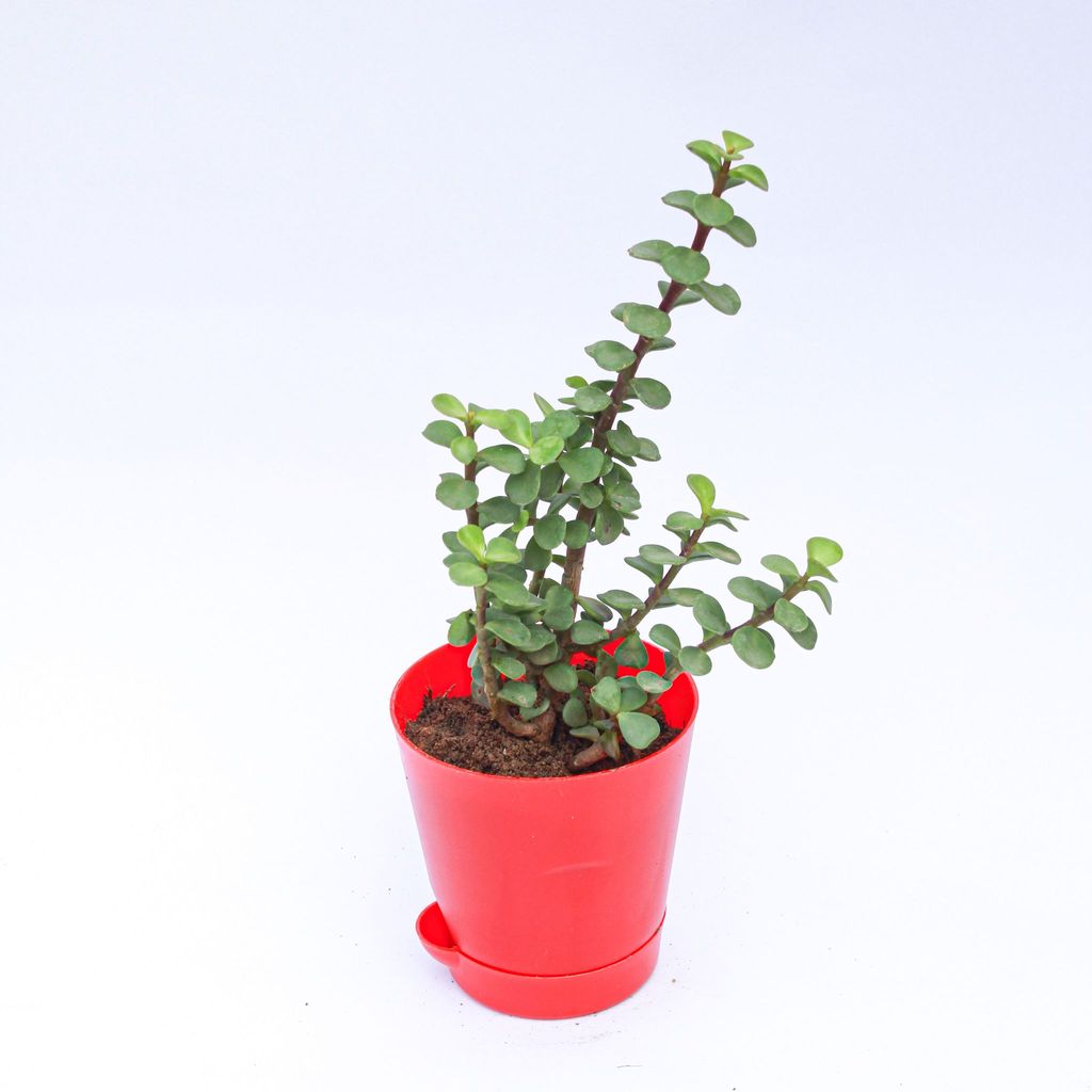 Jade in 4 Inch Red Florence Self Watering Pot