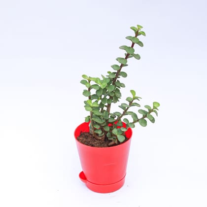 Buy Jade in 4 Inch Red Florence Self Watering Pot Online | Urvann.com