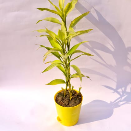 Buy Lucky Bamboo Golden in 4 Inch Yellow Florence Self Watering Pot Online | Urvann.com
