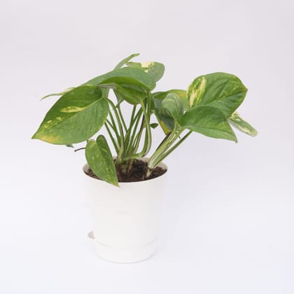 Buy Money Plant Green in 4 Inch White Florence Self Watering Pot Online | Urvann.com