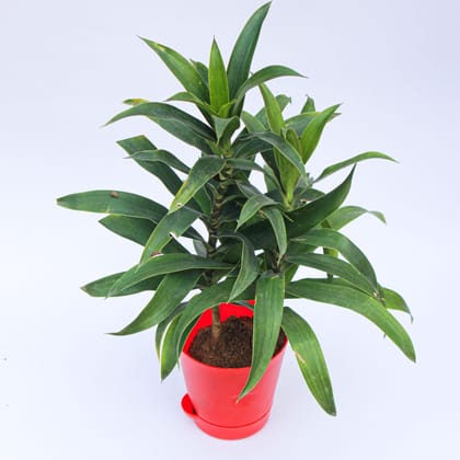 Buy Song of India Green / Dracaena Messenger in 4 Inch Red Florence Self Watering Pot Online | Urvann.com