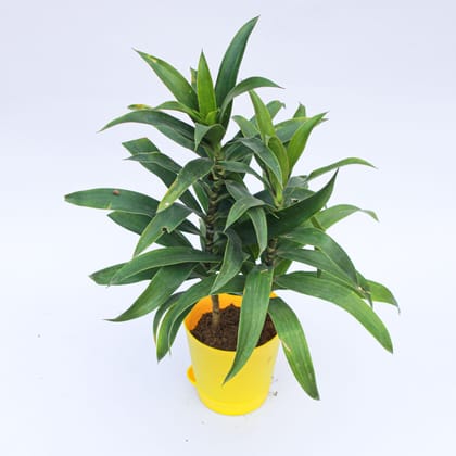 Buy Song of India Green / Dracaena Messenger in 4 Inch Yellow Florence Self Watering Pot Online | Urvann.com