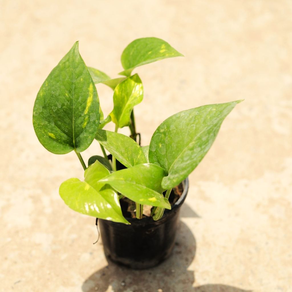 Money Plant Green in 4 Inch Nursery Pot