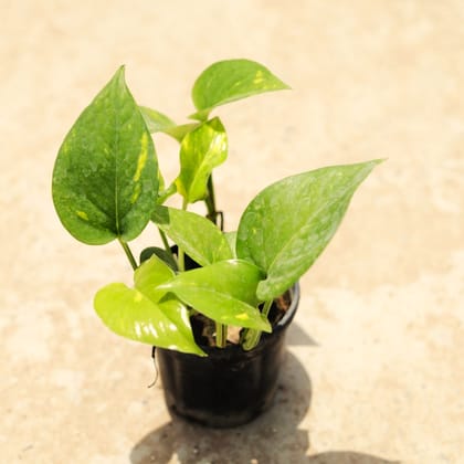Green Money Plant in 4 Inch Nursery Pot