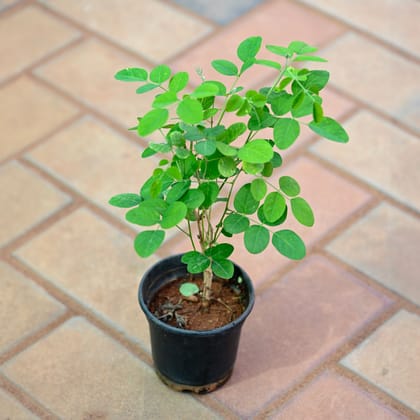 Buy Aparajita / Asian Pigeonwings (any colour) in 4 Inch Nursery Pot Online | Urvann.com