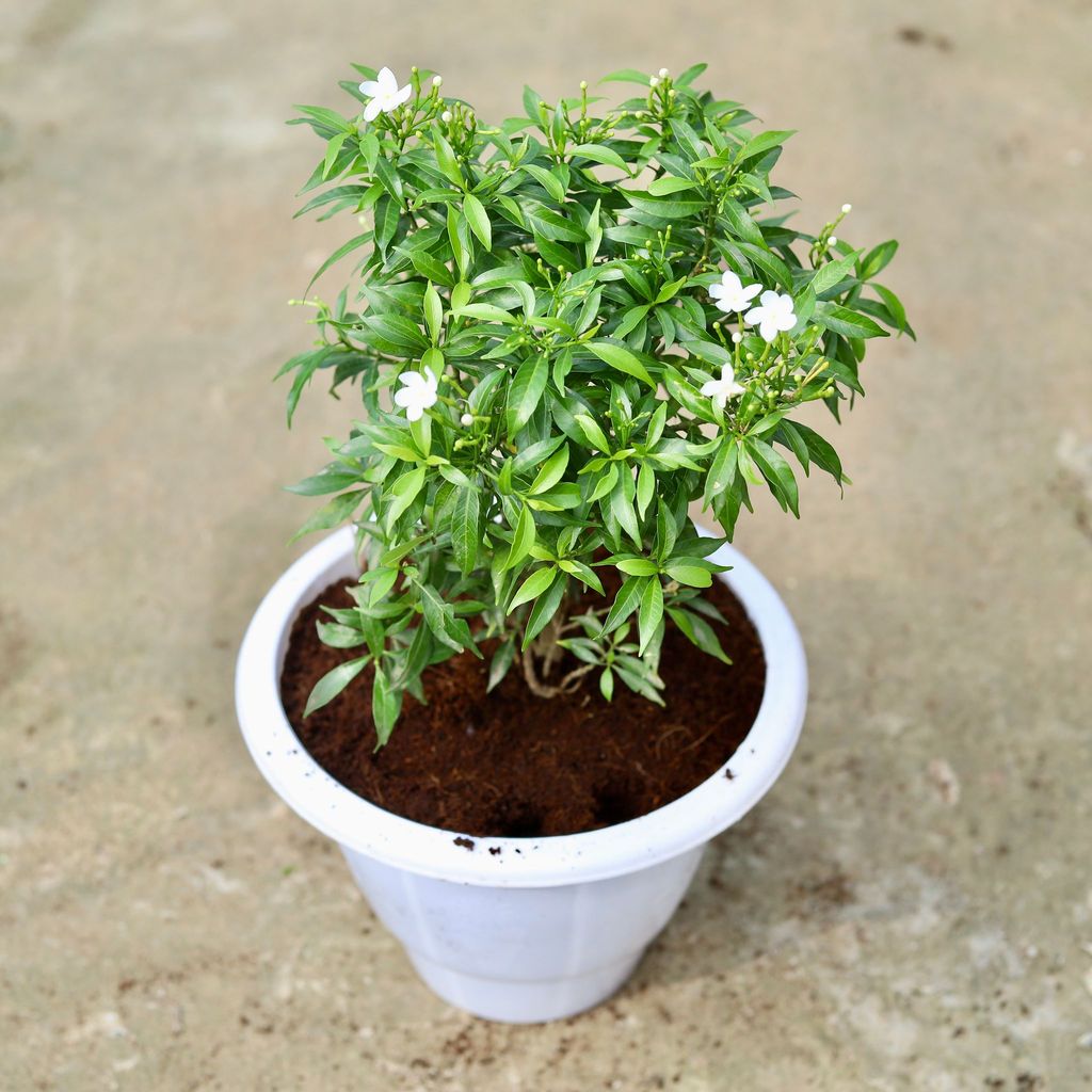 Chandni White in 10 Inch Classy White Plastic Pot