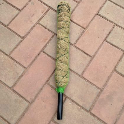 Buy Moss Stick - 1.5 Ft Online | Urvann.com