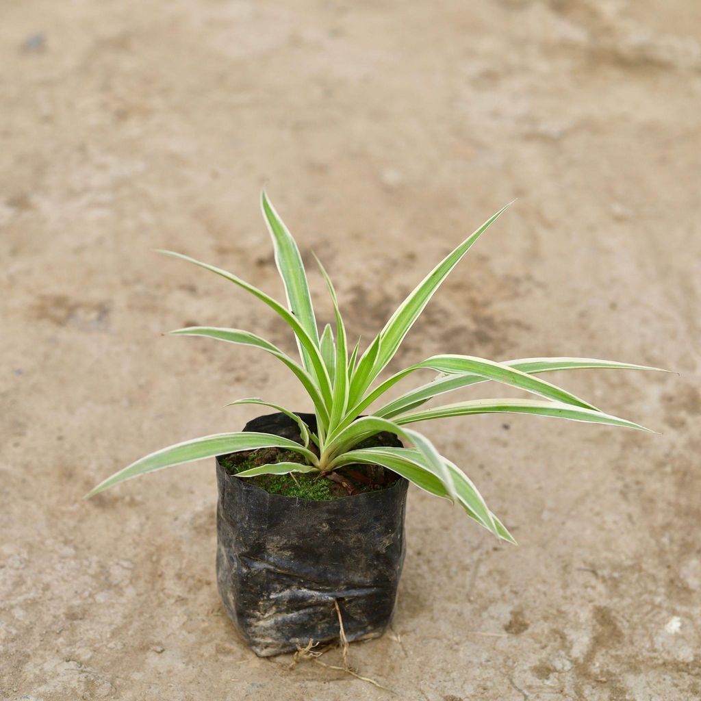 Spider Plant in 3 Inch Nursery Bag