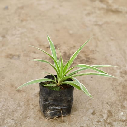 Buy Spider Plant in 3 Inch Nursery Bag Online | Urvann.com