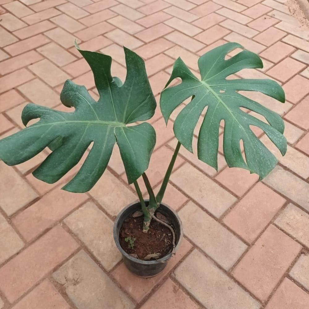 Monstera Deliciosa Big Leaves in 6 Inch Nursery Pot