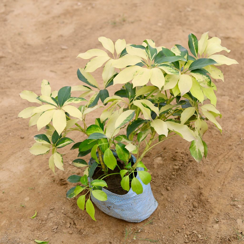 Schefflera Bracia in 5 Inch Nursery Bag