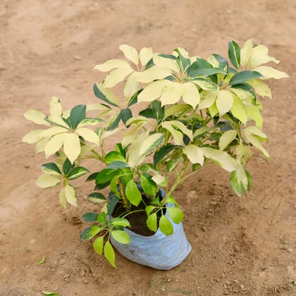 Schefflera Brassia in 5 Inch Nursery Bag