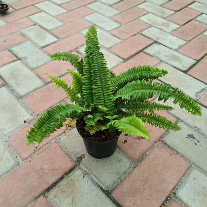 Buy Green Fern in 4 Inch Plastic Pot Online | Urvann.com