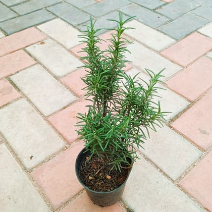 Rosemary in 4 Inch Nursery Pot