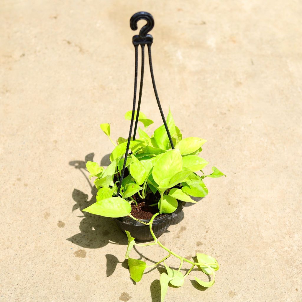 Money Plant Golden in 6 Inch Hanging Basket