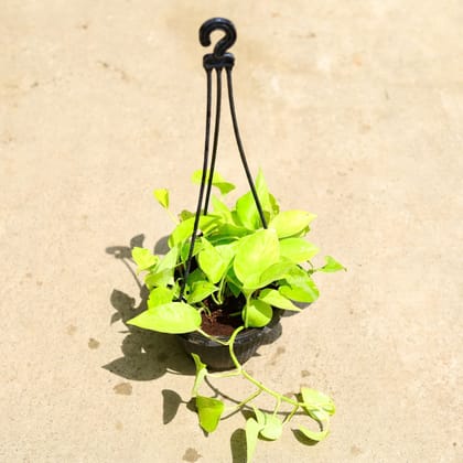 Buy Money Plant Golden in 6 Inch Hanging Basket Online | Urvann.com